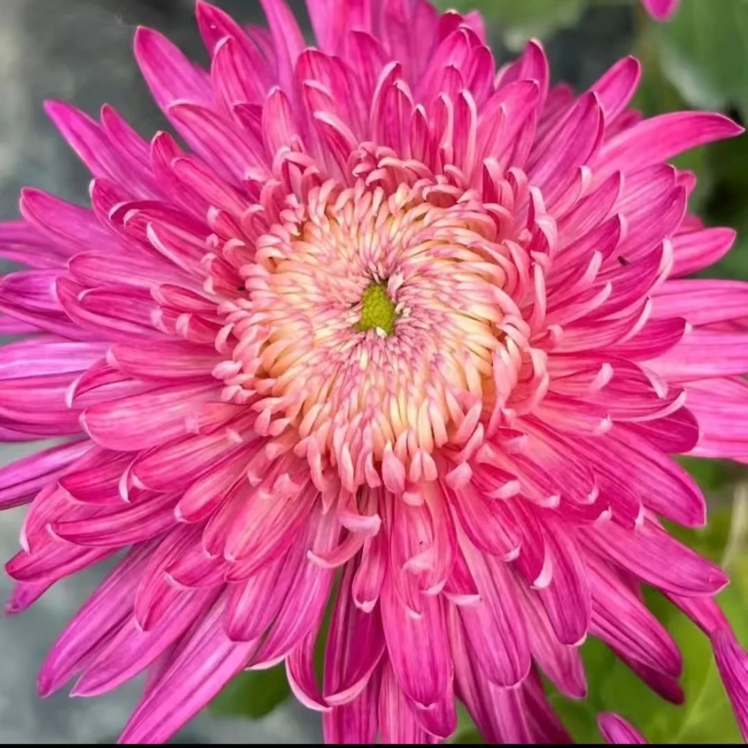 【洹水桃花】菊花盆栽大苗带花苞多年生宿根植物好养活耐寒菊花品种