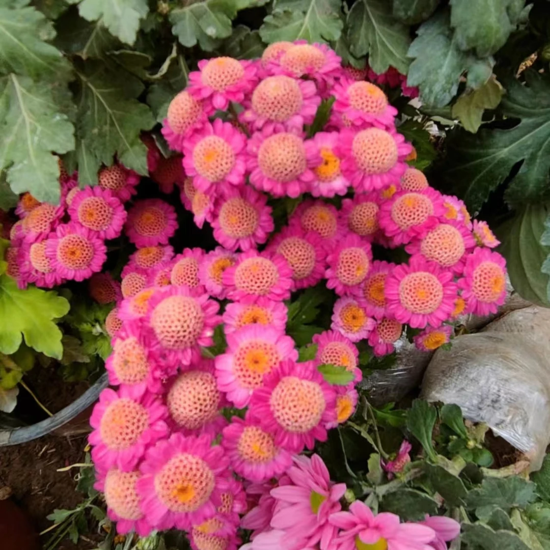 【紫托贵菊】多头小菊花期长花量大多年生多季节开花