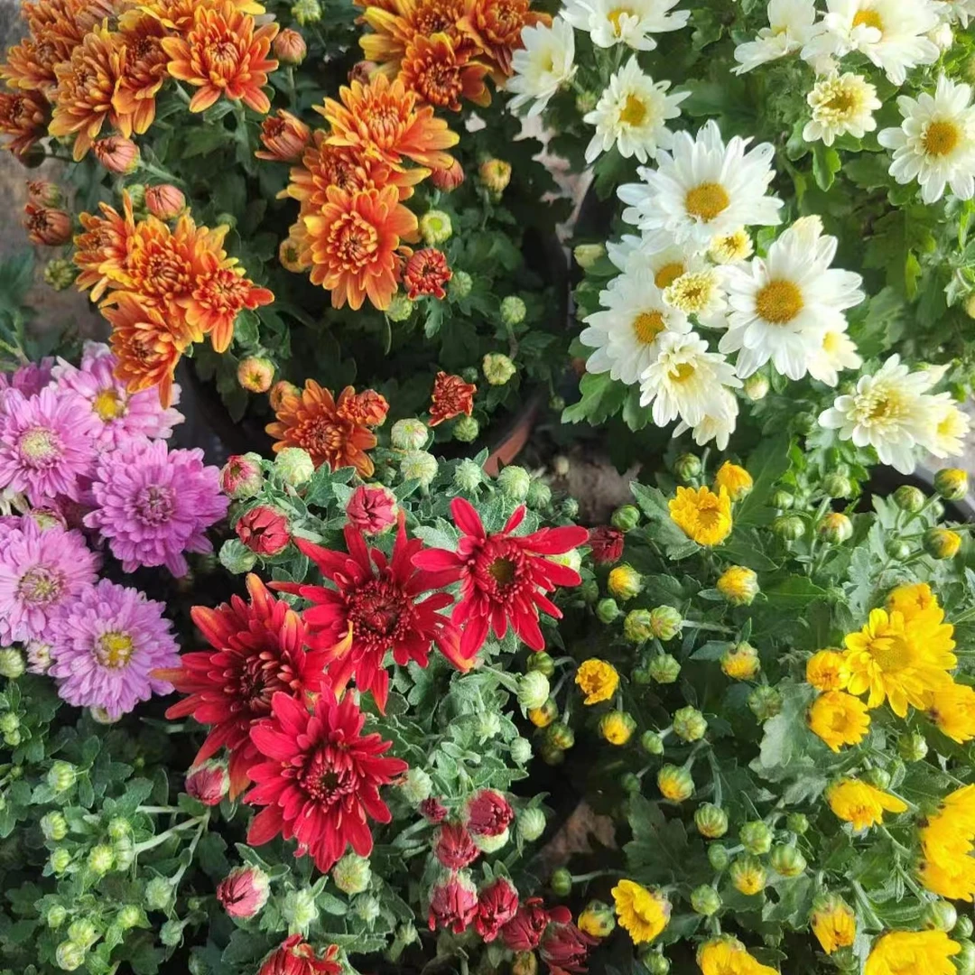 新人福利【千头菊大苗】菊花盆栽多年生宿根植物好养活皮实