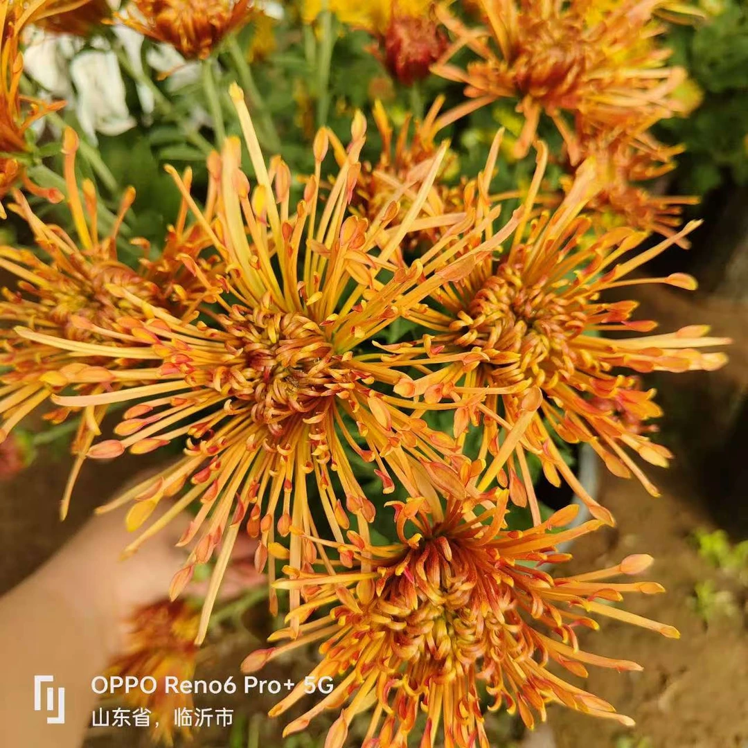 【山海神话】菊花盆栽超大花型菊花花盆景盆栽多年生宿根植物