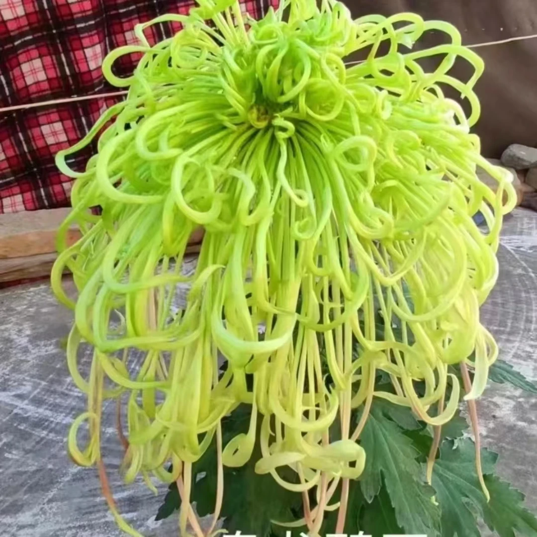 【盘龙碧玉】稀有品种丝菊绿色花多大花型菊花新品种