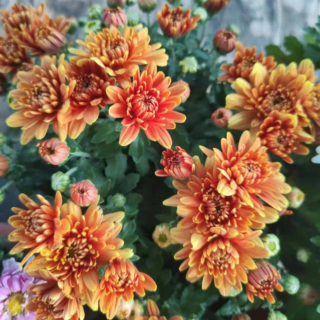 【橙色千头菊】盆栽菊花多季节开花千头菊花量多花量大多年生宿根