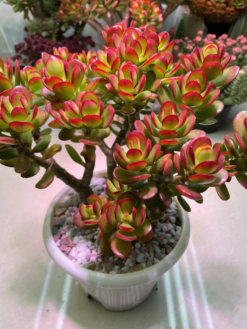 摇钱树 4年老桩 南方北方随便养 新手必备