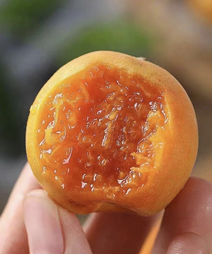 新疆特级吊干杏约6斤