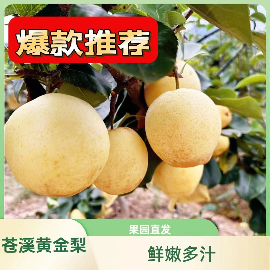 新品种黄金梨甜沙脆果园现采摘发货特产香甜细腻口感多汁