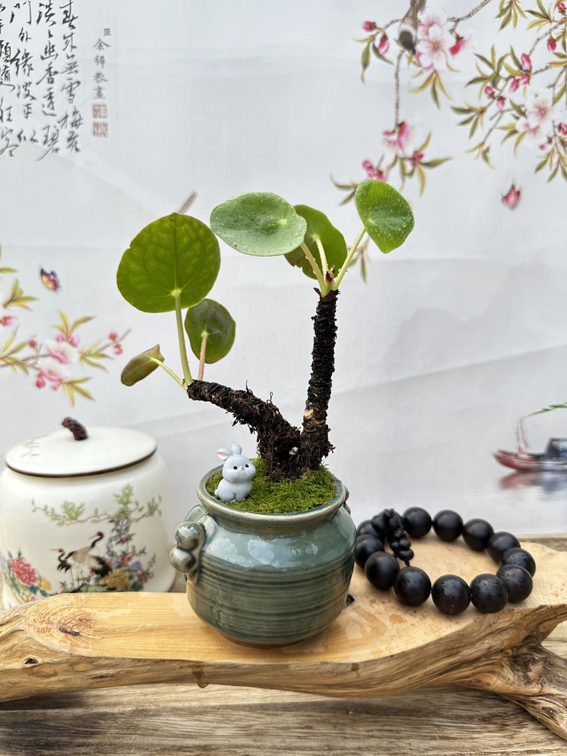 精美小绿植,雪莹、镜面草