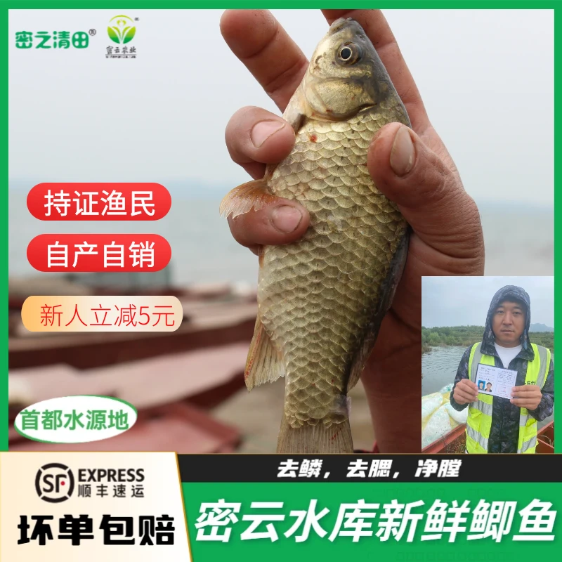 密之清田水库鲫鱼新鲜捕捞顺丰包邮密云水库鱼大鲫鱼