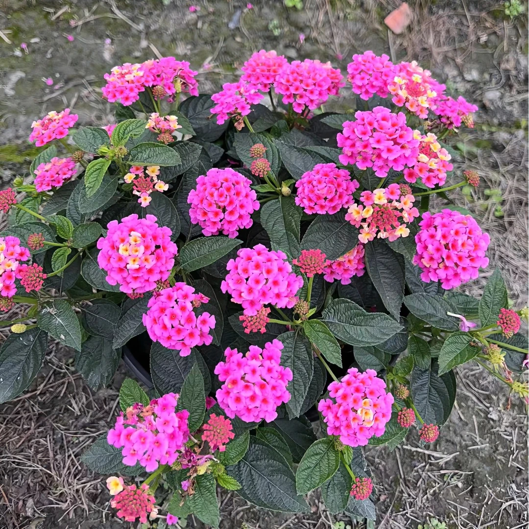 【一物一拍】五色梅三年以上老桩多年生易养活带花带盆带土发货
