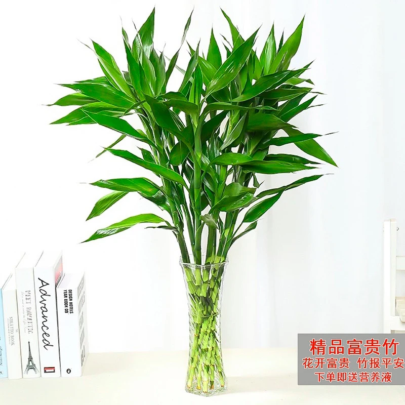 富贵竹水培植物中竹办公室居家水养客厅花卉绿植花水养节节高养活