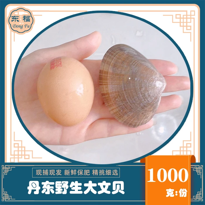 丹东大文贝特产野生黄蚬子特大文贝大肥蛤