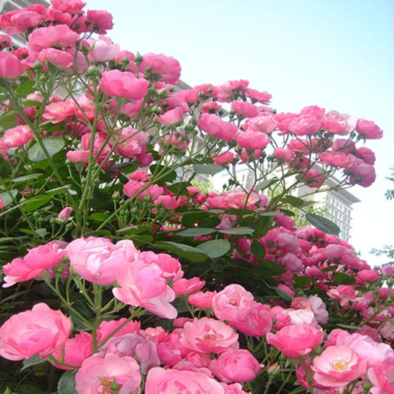 爬藤安吉拉月季小花庭院植物月季花四季粉色（带土发货）