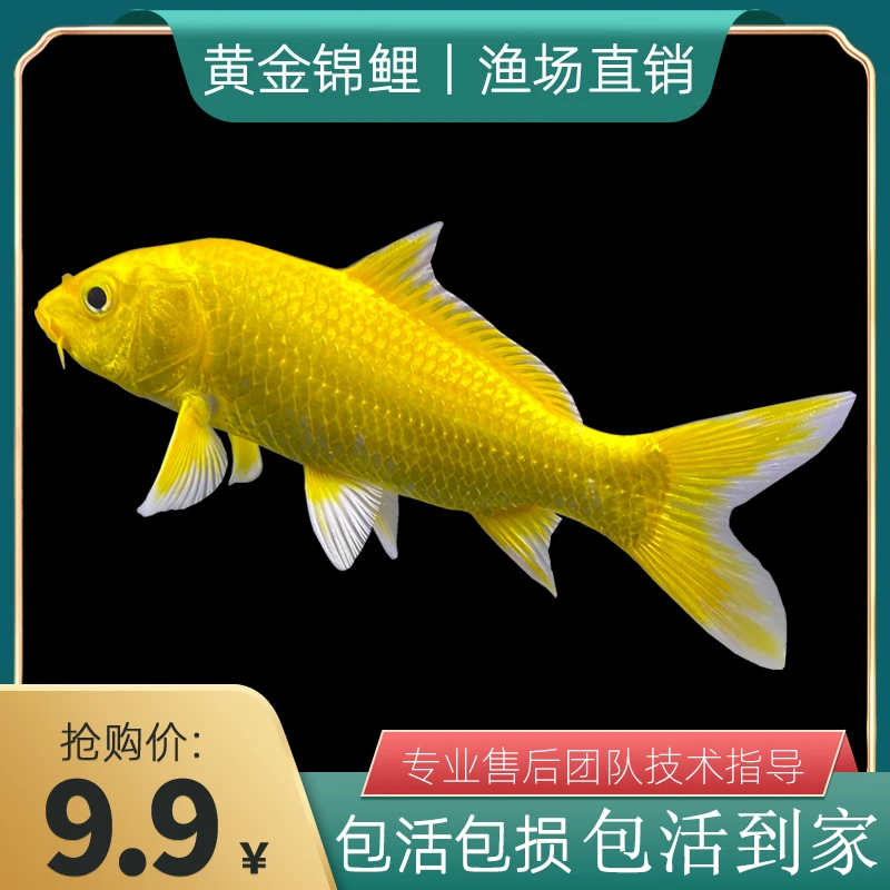 金鱼活鱼黄金锦鲤观赏金鱼苗冷水淡水鱼招财鱼黄金龙凤锦鲤