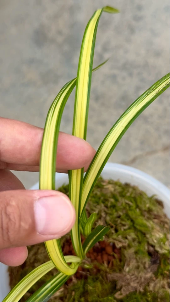 金沙江莲瓣兰黄中透满600顺丰包邮裸根发货