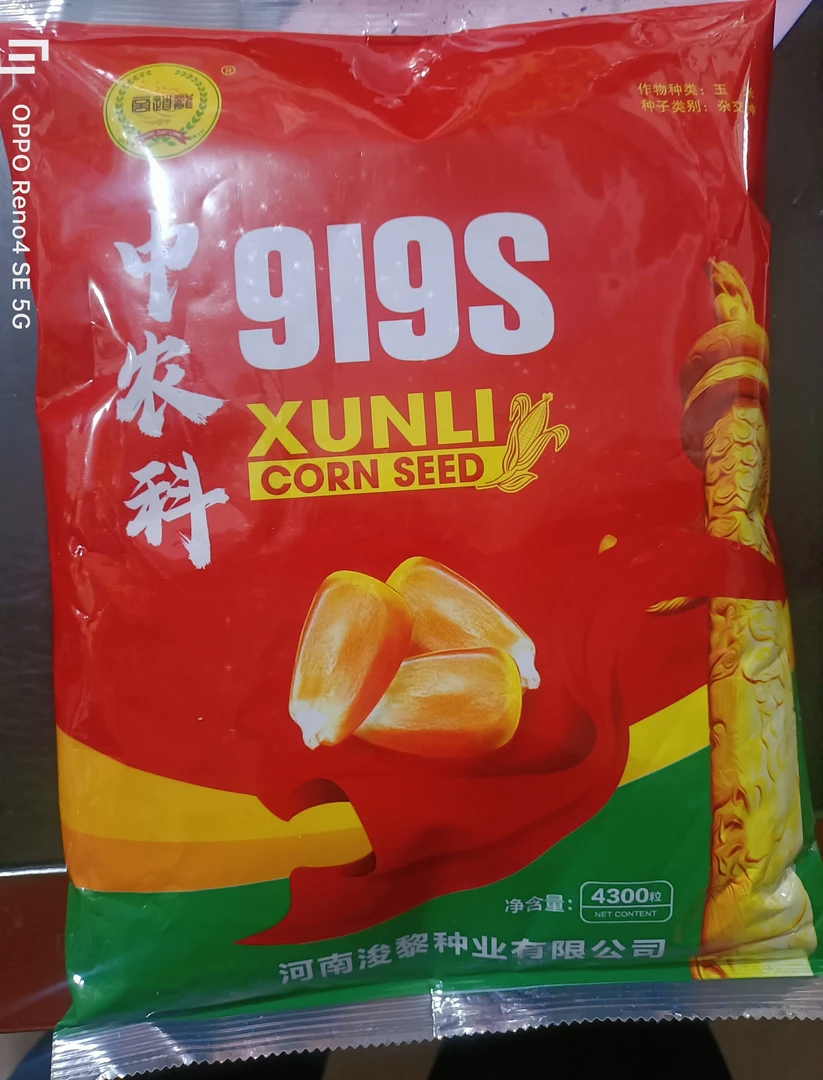 中农科919，十抗金质粮，玉米新方向，长相和产量并存的中国好玉米