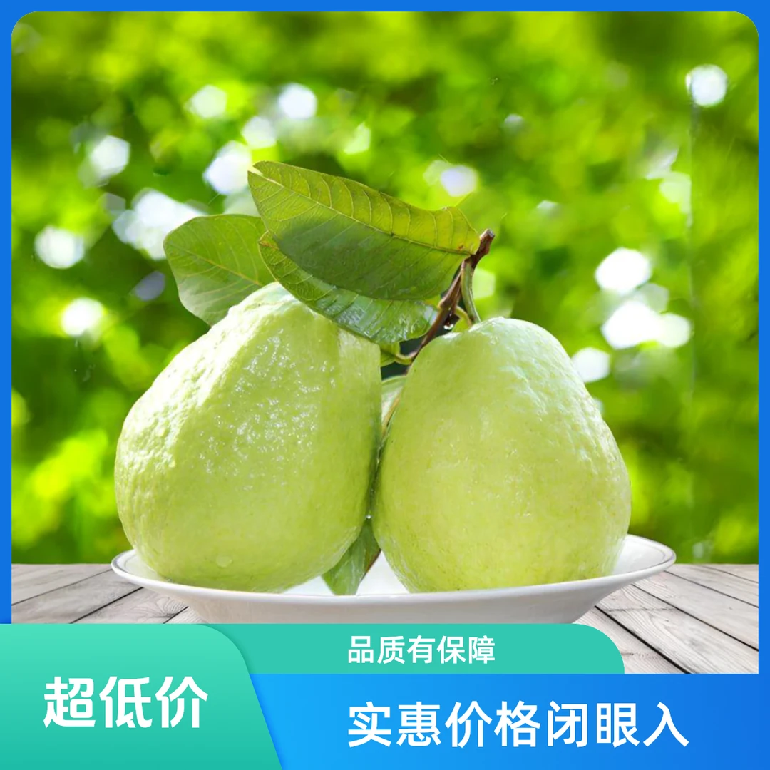 （松脆）农家新鲜采摘直发白心芭乐番石榴口感多汁维生素c水果