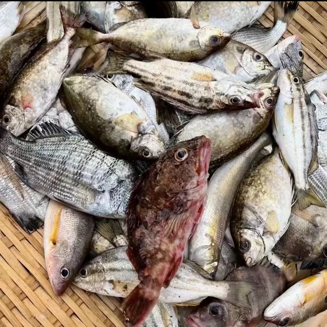 海鱼现场称重专用链接