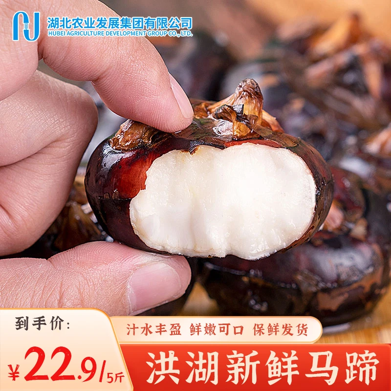 【现挖现发】新鲜优质马蹄5斤装 荸荠地栗现挖带泥咸甜多汁顺丰发货
