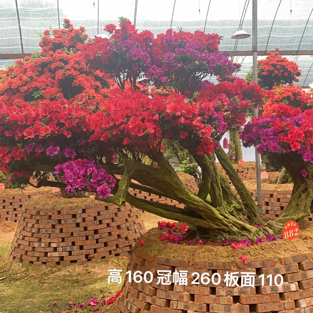 百年老杜鹃罗汉松石楠花夹竹桃盆景老桩室内大型绿植盆栽紫薇树