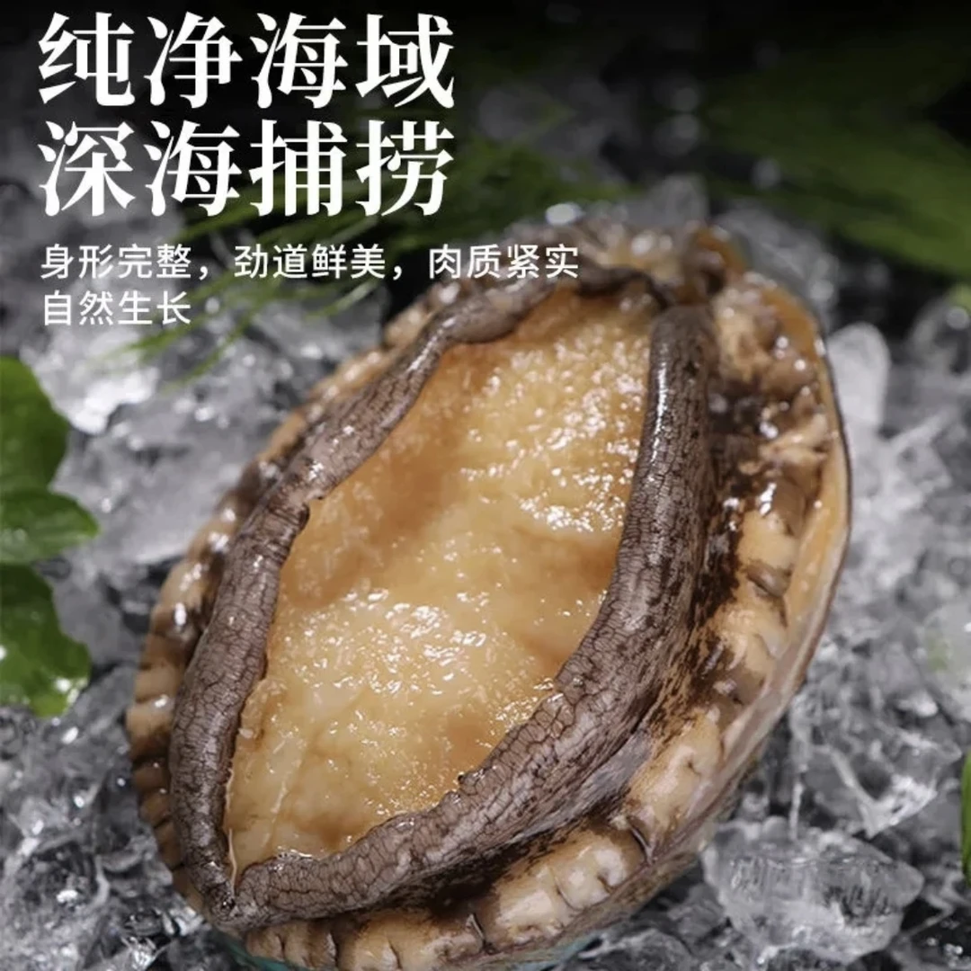 鲍总管 【阿贵与阿娟】东山岛12头鲍5-6cm左右海鲜水产速冻锁鲜鲍鱼