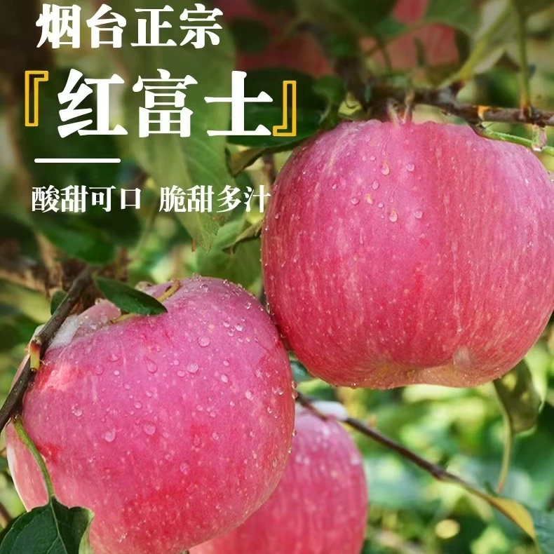 山东烟台红富士苹果产地直发新鲜脆甜多汁皮薄净重4.5-5斤XY1
