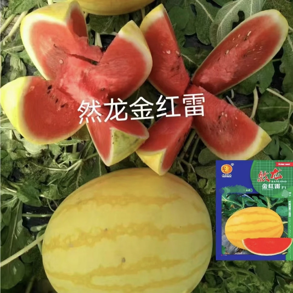 金红雷西瓜种子200粒/袋黄皮红肉