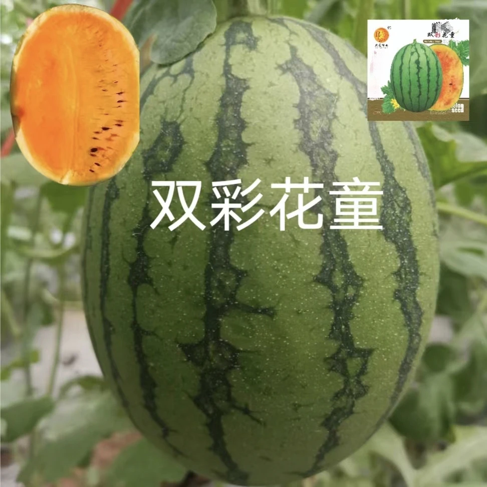 然龙双彩花童西瓜种子100粒/袋