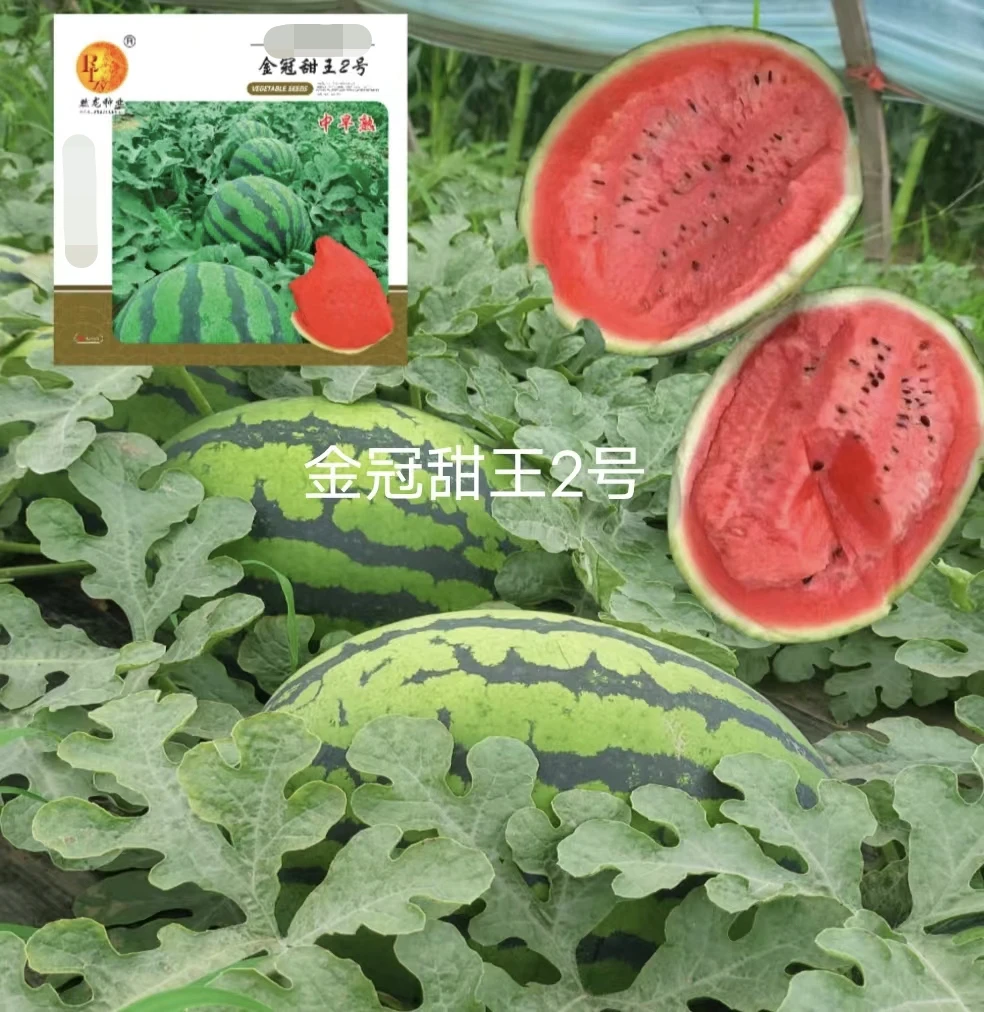 金冠甜王2号西瓜种子300粒/袋