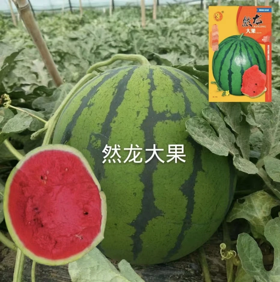 然龙大果西瓜种子300粒/袋
