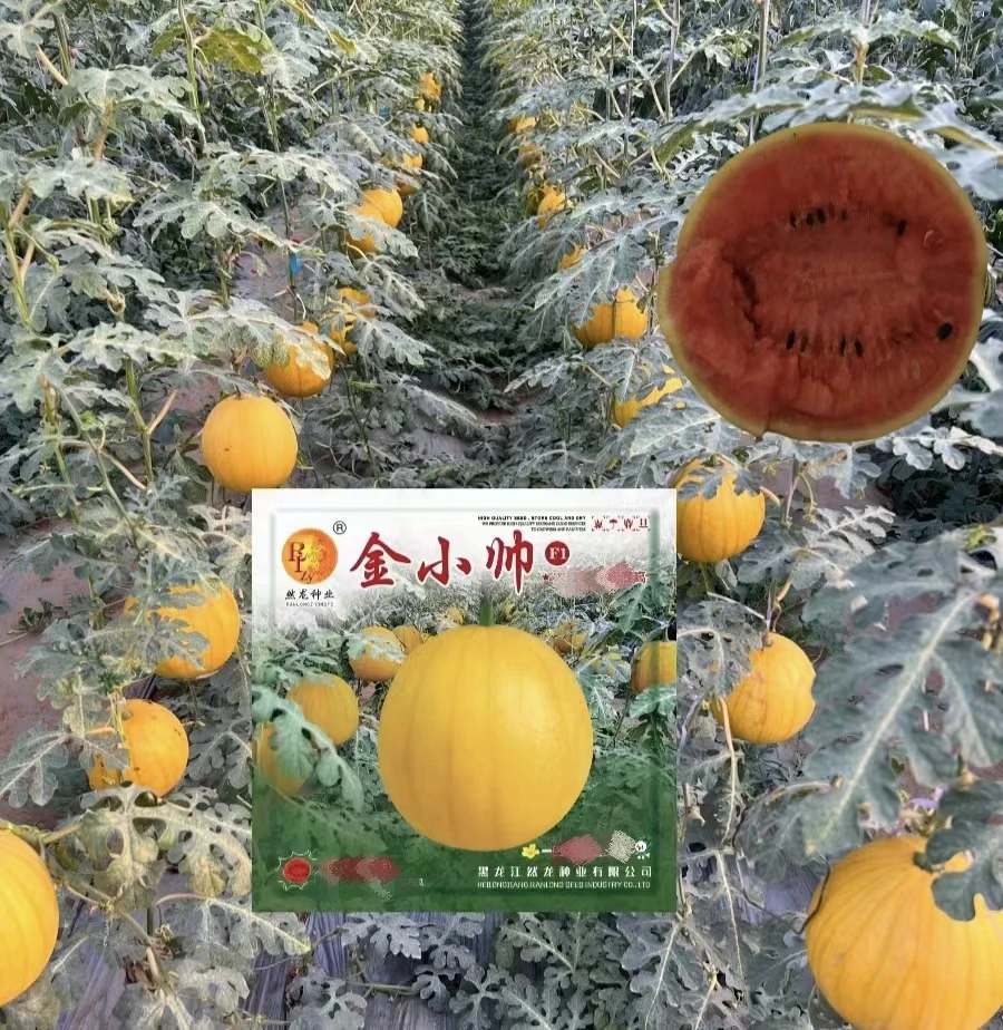 然龙金小帅西瓜种子100粒/袋