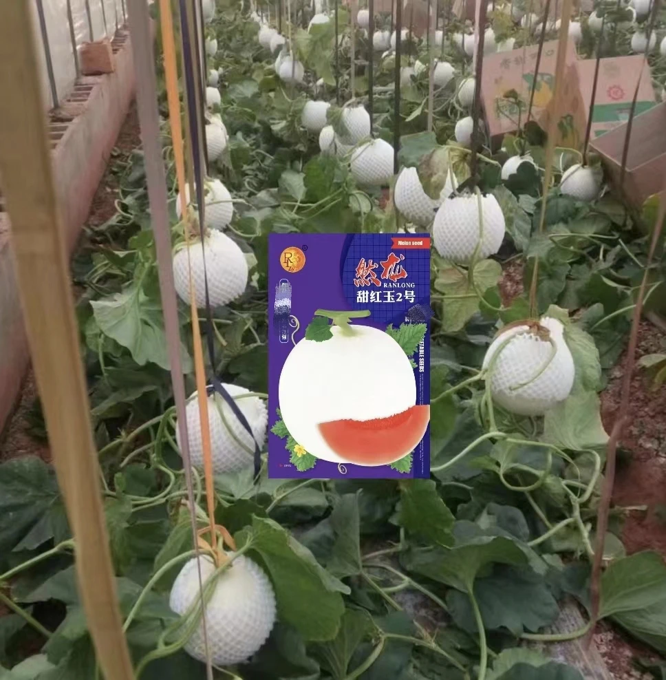 甜红玉2号厚皮甜瓜哈密瓜种子200粒/袋