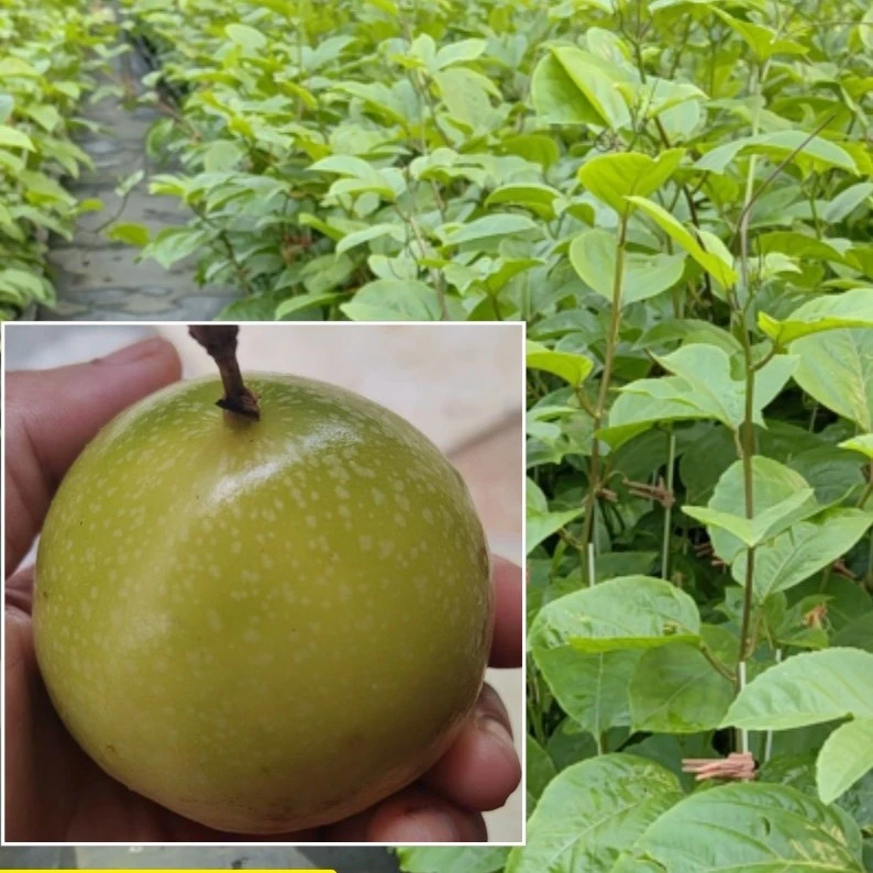 纯甜黄金9号百香果嫁接苗阳台庭院四季新手种植四季爬藤地栽盆栽
