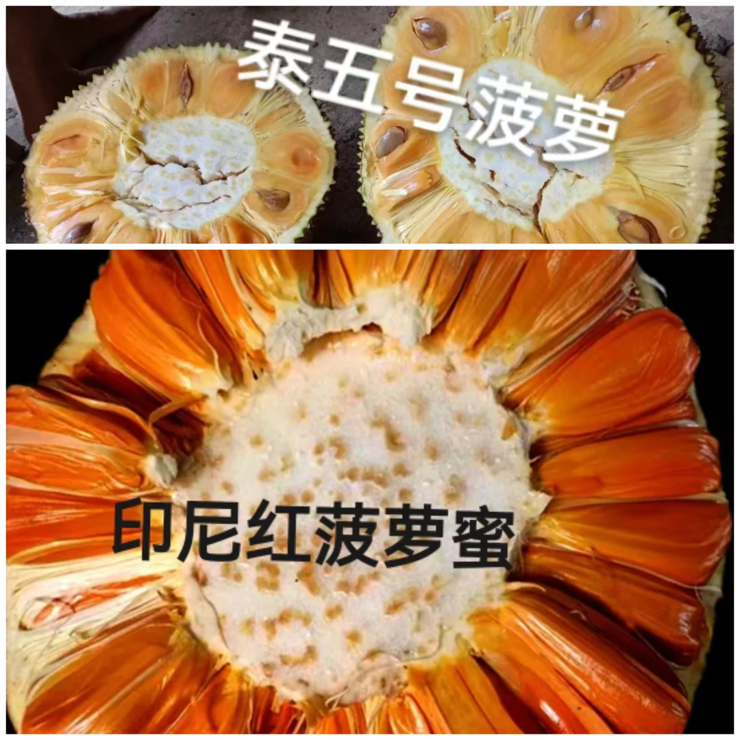 印尼红菠萝蜜 泰5号菠萝蜜树苗带土带叶