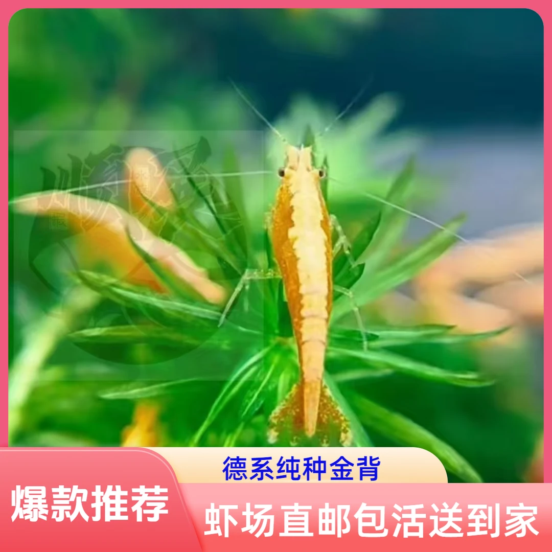 精品观赏虾水族工具虾清洁虾虾除藻虾淡水虾樱花虾观赏虾虾观赏虾