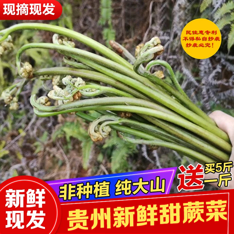 贵州特产新鲜蕨菜现摘野生蕨菜山蕨菜甜蕨苔龙爪菜3斤装包邮发货