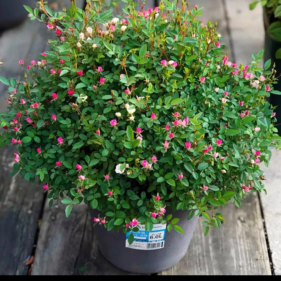 超微小花露天苗微月丰花勤花多季节开花阳台庭院花园盆栽地栽培
