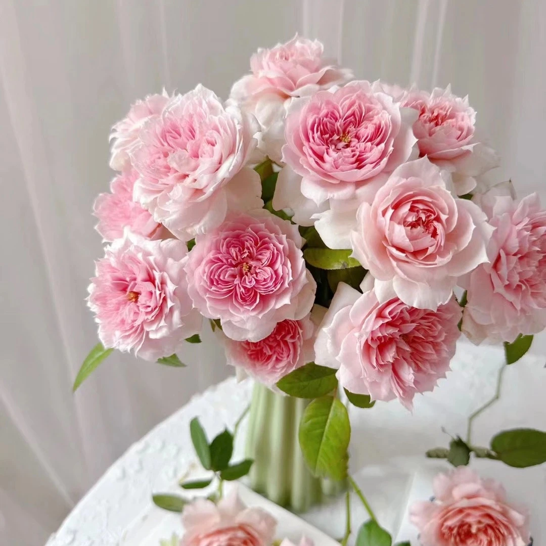 美少女月季小苗粉色大花浓香灌木耐晒耐热丰花勤花多季节开花庭院