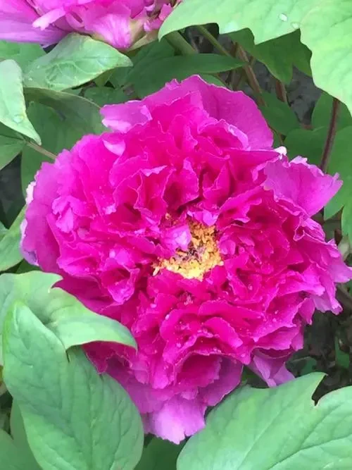 【锦袍红】  紫色系精品牡丹大花