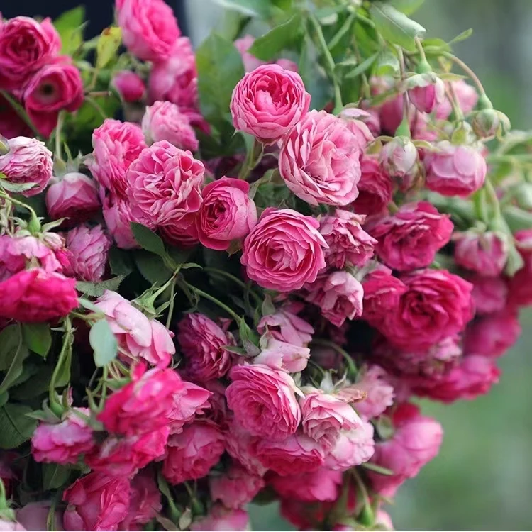 胭脂扣 四季丰花多头1.3-1.5米可垂吊花墙拱门 爬藤月季蔷薇花苗