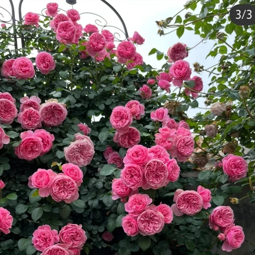 粉色达芬奇 四季丰花多头开花机器 土球爬藤月季花苗