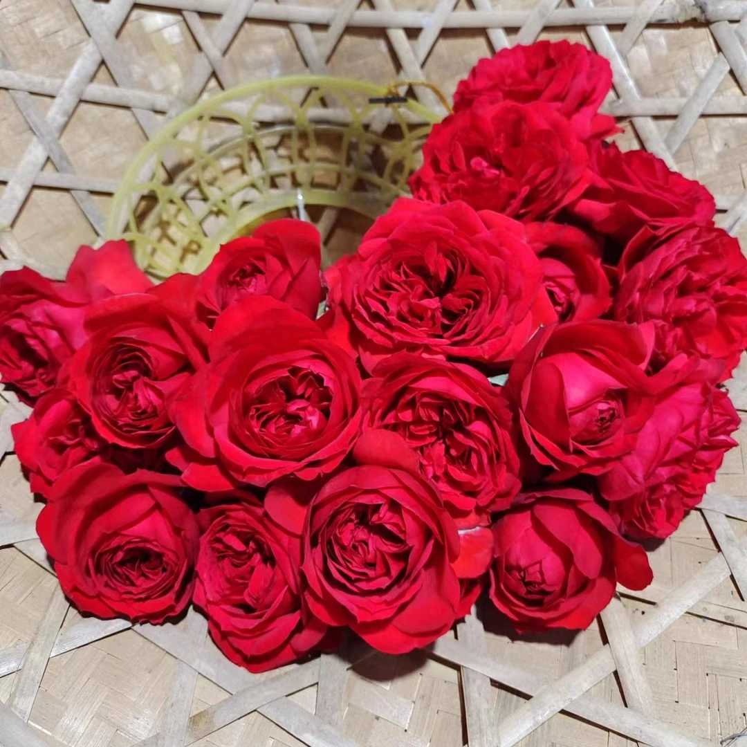 弗洛伦蒂娜 四季大花多头勤花抗造 爬藤月季花苗