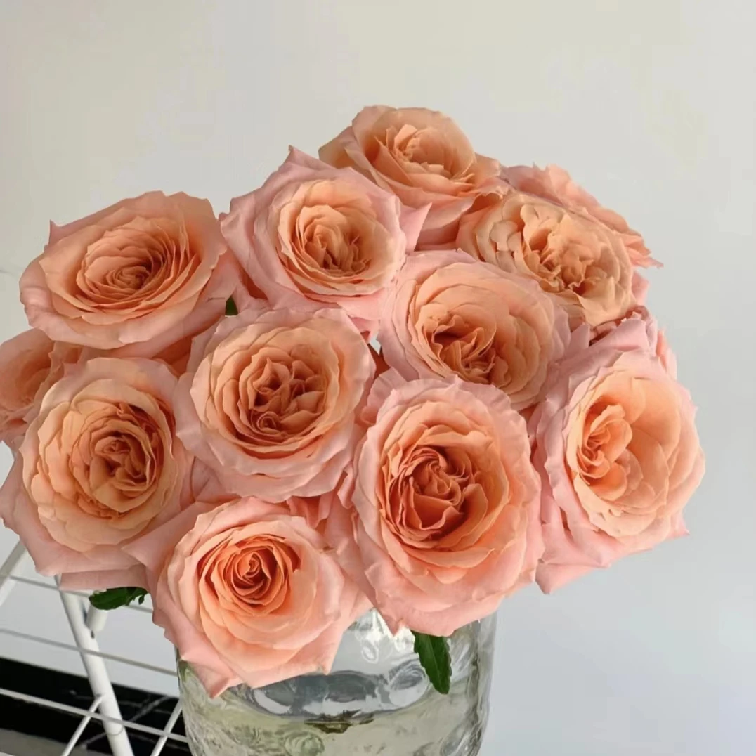 微光单头玫瑰（2单顺丰或京东）云南鲜花居家插花真花基地直发