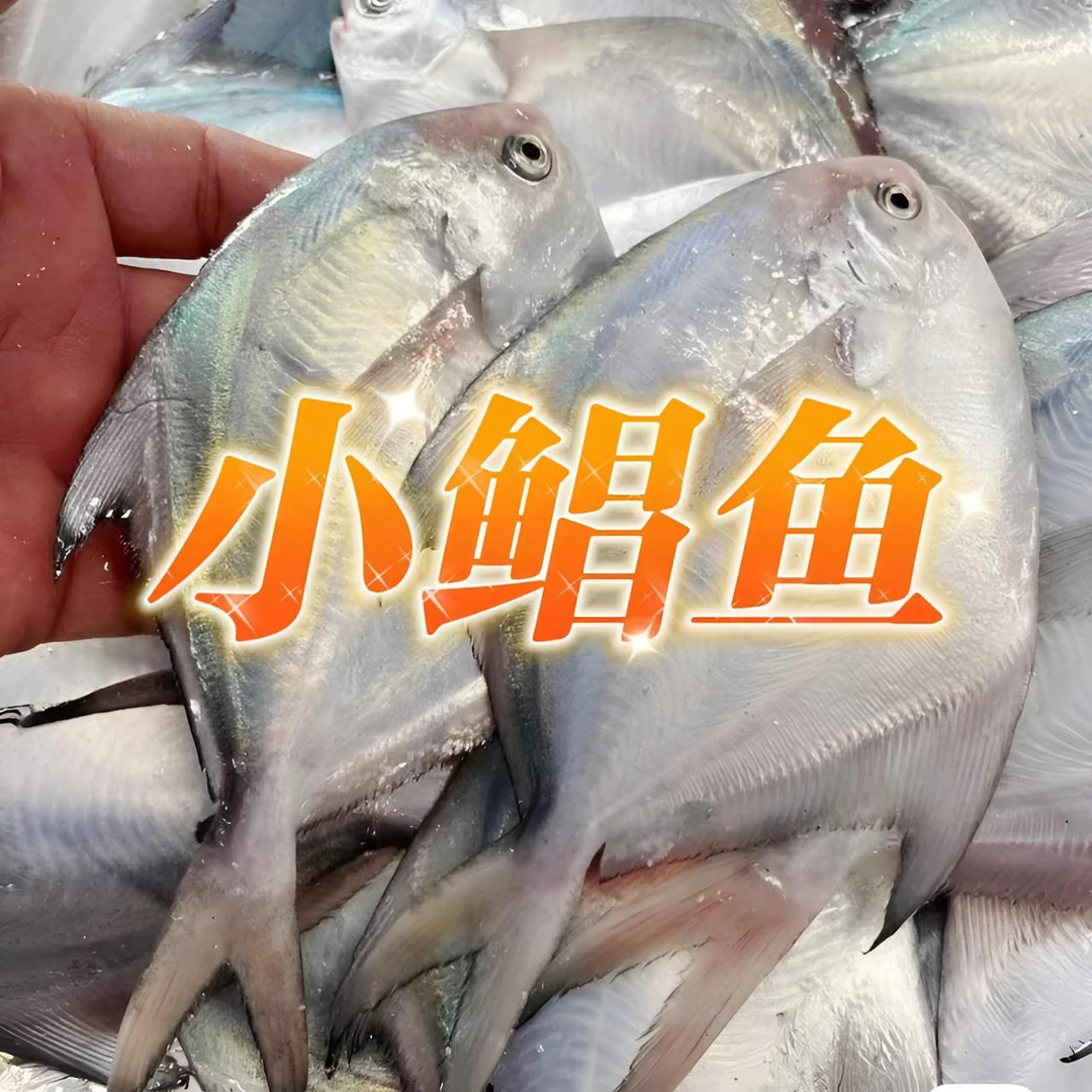 吕四渔港发货 小银鲳鱼 5斤起发白鲳天然营养食用