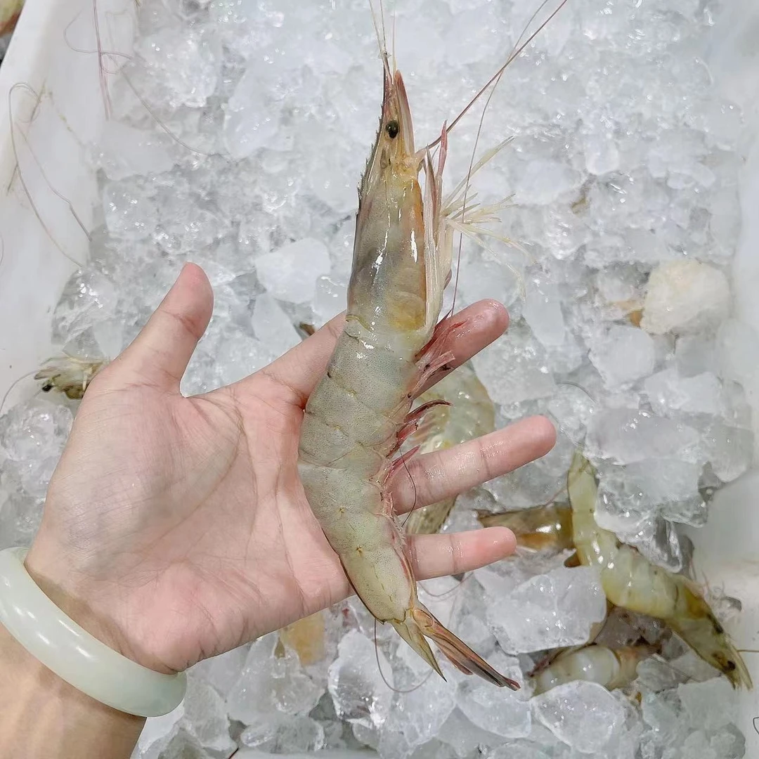 吕四渔港发货 大明虾  对虾