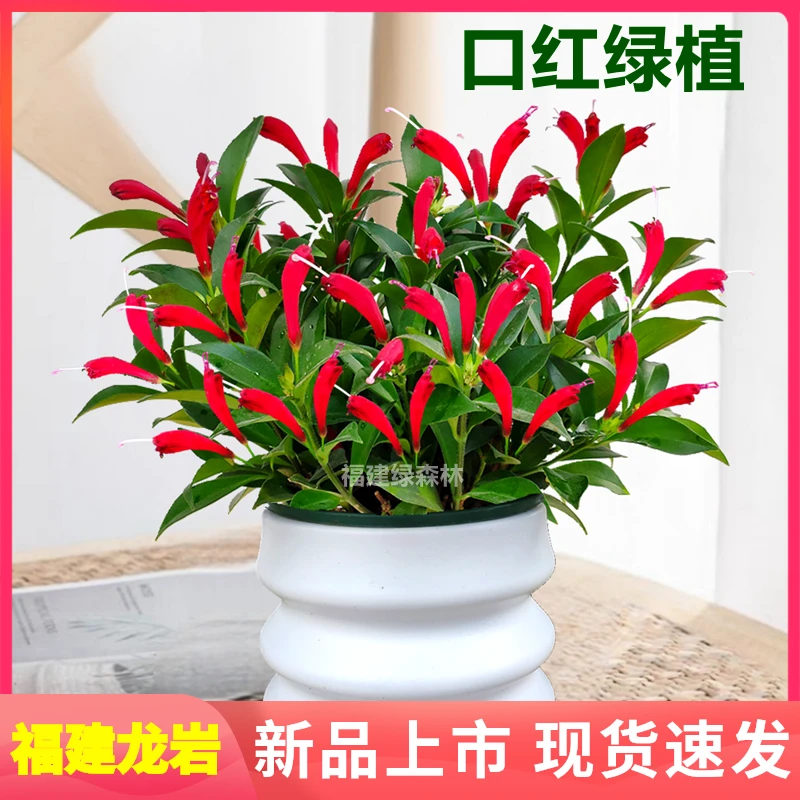 云朵盆直立口红盆栽花卉四季观花植物室内绿植花卉阳台花期长