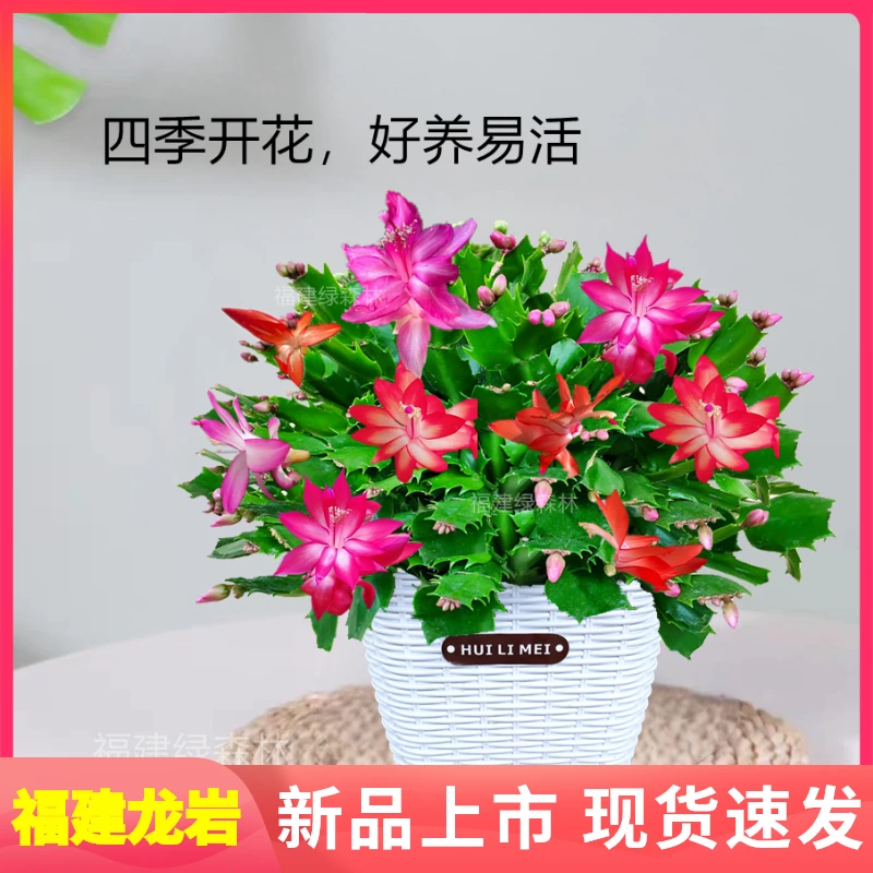 仿草编盆蟹爪兰单色盆栽花卉四季观花植物室内吸甲醛绿植阳台热卖