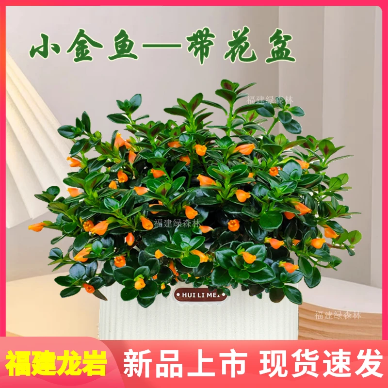 金鱼吊兰盆栽苗四季观花观叶植物室内吸甲醛绿植阳台懒人好养