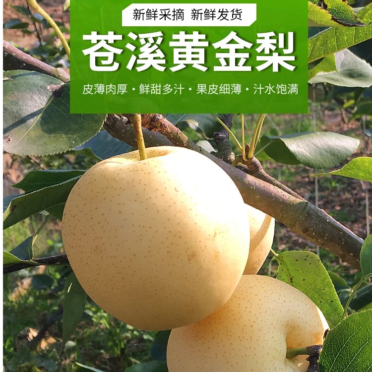 四川广元苍溪特产当季新鲜水果现摘黄皮黄金梨翠冠梨雪梨皮薄多汁