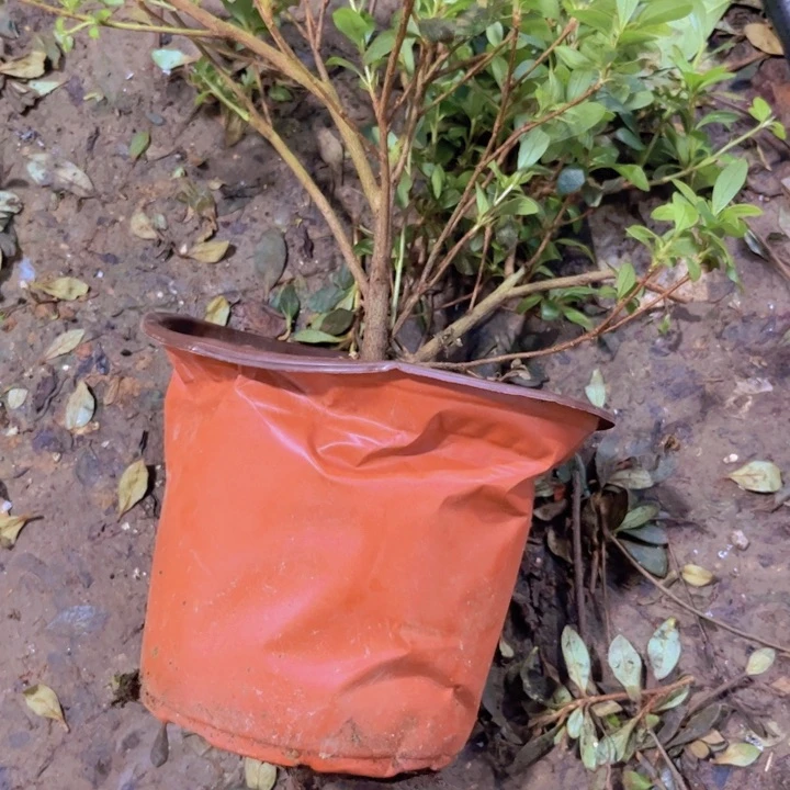 红陶20CM（含）-50CM（不含）w*