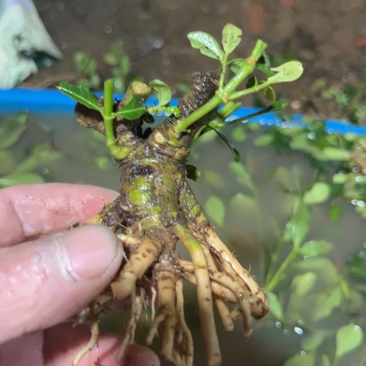 红陶20CM（含）-50CM（不含）别***o