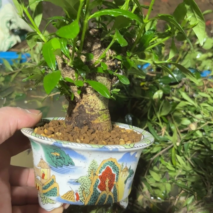 红陶20CM（含）-50CM（不含）洽****茶